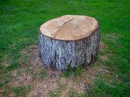 Best Tree Disease Treatment  in West Modesto, CA