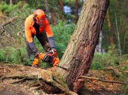 Best Tree and Shrub Care  in West Modesto, CA
