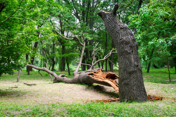 Best Tree Mulching  in West Modesto, CA