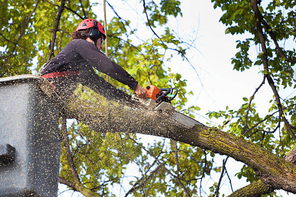 How Our Tree Care Process Works  in  West Modesto, CA