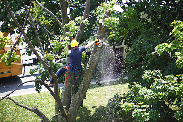 Best Grass Overseeding  in West Modesto, CA