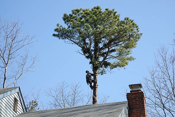 Trusted West Modesto, CA Tree Care Experts