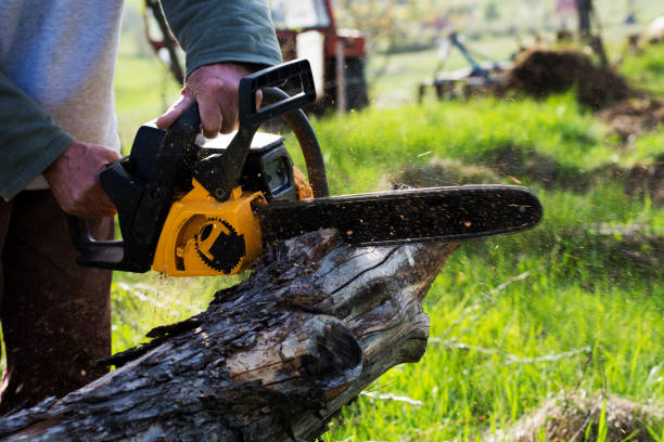 Best Leaf Removal  in West Modesto, CA