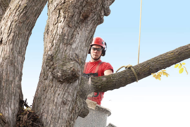 Best Tree Maintenance Programs  in West Modesto, CA