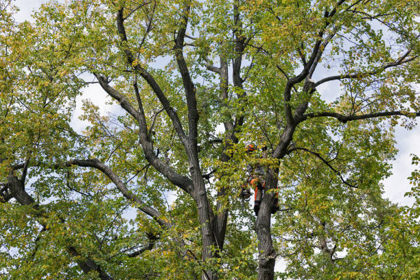 Best Tree Health Inspection  in West Modesto, CA